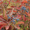 Viburnum n. Brandywine™