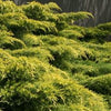 Juniperus c. 'Gold Lace'