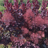 Cotinus c. Winecraft Black® MS