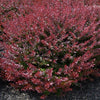 Berberis t. 'Crimson Pygmy'