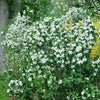 Philadelphus c. Illuminati Spice™