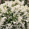 Deutzia Yuki Snowflake®