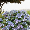 Hydrangea m. Endless Summer® Pop Star®