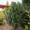 Ligustrum v. Straight Talk®