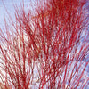 Cornus s. Arctic Fire® (Red)