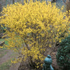 Forsythia x i. 'Lynwood Gold'