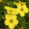 Potentilla f. 'Goldfinger'