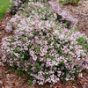 Deutzia Yuki Kabuki™