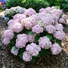 Hydrangea m. Wee Bit Innocent™