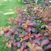 Weigela f. Midnight Sun™