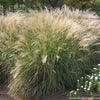 Grass-Miscanthus s. 'Adagio'