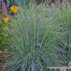 Grass-Schizachyrium s. 'Twilight Zone'