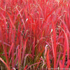 Grass-Imperata c. 'Red Baron'