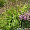 Grass-Pennisetum a. 'Lemon Squeeze'