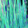 Grass-Schizachyrium s. 'The Blues'