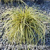 Grass-Carex o. Evercolor® 'Everoro