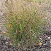 Grass-Panicum v. 'Shenandoah'