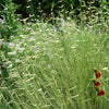 Grass-Bouteloua g. 'Blonde Ambition'