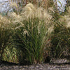 Grass-Miscanthus s. 'Graziella'