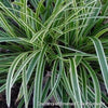 Grass-Carex morrowii 'Ice Dance'