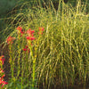 Grass-Miscanthus s. 'Little Zebra'
