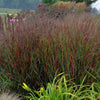 Grass-Panicum v. 'Cheyenne Sky'