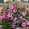 Hibiscus Summerific® 'Candy Crush'