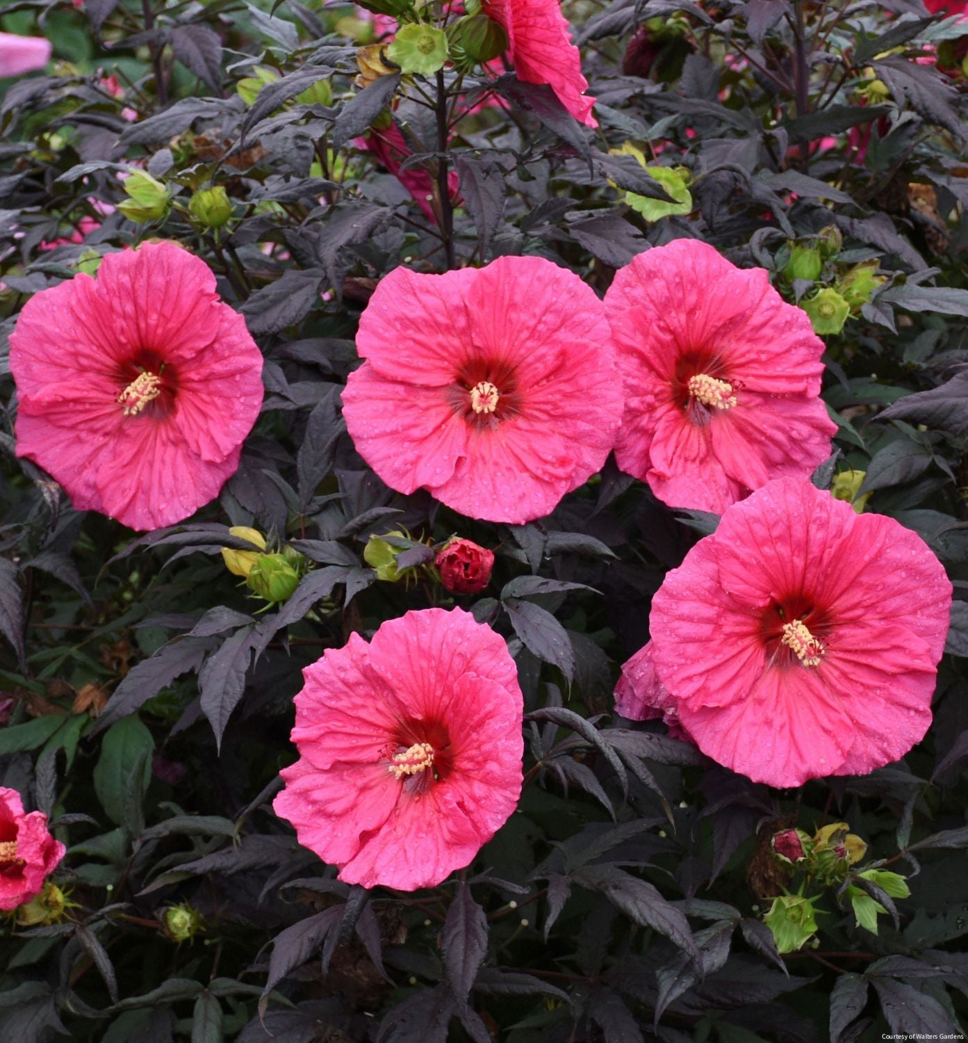 Hibiscus Summerific® 'Evening Rose' – Rhodes Greenhouses