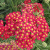 Achillea m. 'Paprika'
