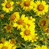 Coreopsis x 'Tequila Sunrise'