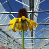 Rudbeckia maxima