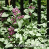 Lamium m. 'Beacon Silver'