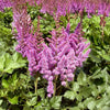 Astilbe c. 'Visions'