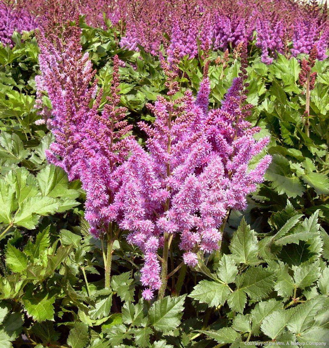 Astilbe c. 'Visions'