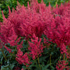 Astilbe j. 'Montgomery'
