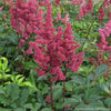 Astilbe x a. 'Fanal'