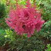 Astilbe 'Rise And Shine'