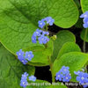 Brunnera macrophylla