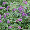 Buddleia Lo & Behold® 'Purple Haze'