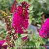 Buddleia 'Miss Molly'