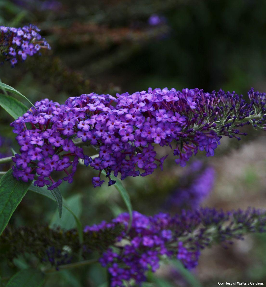 Monarch Buddleia