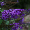 Buddleia 'Monarch® Blue Knight'