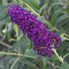 Buddleia 'Monarch® Dark Dynasty'