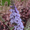 Buddleia 'Monarch® Glass Slipper'