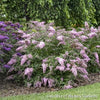 Buddleia 'Pink Cascade II'