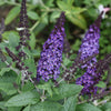 Buddleia Pugster Blue®