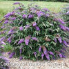 Buddleia 'Violet Cascade'