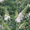 Buddleia Pugster White®