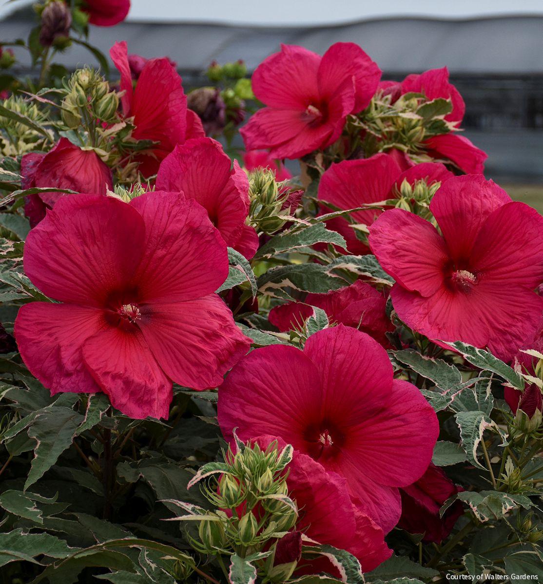 Hibiscus 'Summer Carnival'