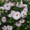 Hibiscus Summerific® 'Ballet Slippers'